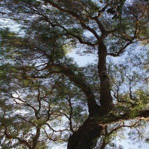 TREE-BRANCH ~ 8" X 10" photo